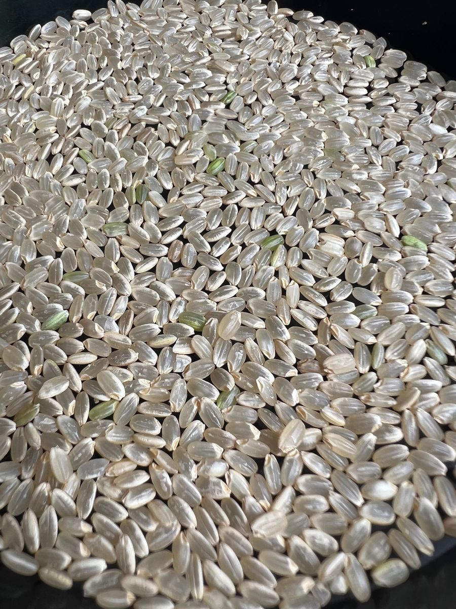 【新米　令和5年産】淡路島産　ハナエチゼン　白米20キロ　華越前　低農薬　産地直送　無洗米