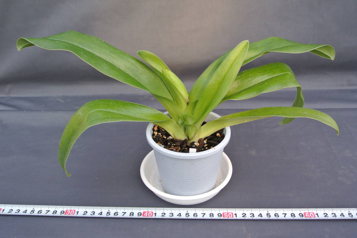 【最新整形パフィオ　ツボミ付き】OS3189 Paph. (Hiro Dimension×Flight Jack) ‘＃1’×(hamana Smile×Mountain's Flight)`201' 　_画像2