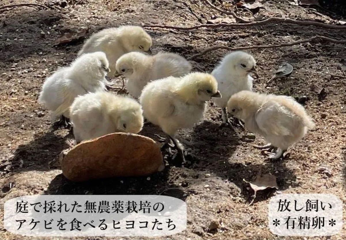 東京烏骨鶏 烏骨鶏 15個 有精卵 放し飼い ふわふわ もこもこ 送料無料