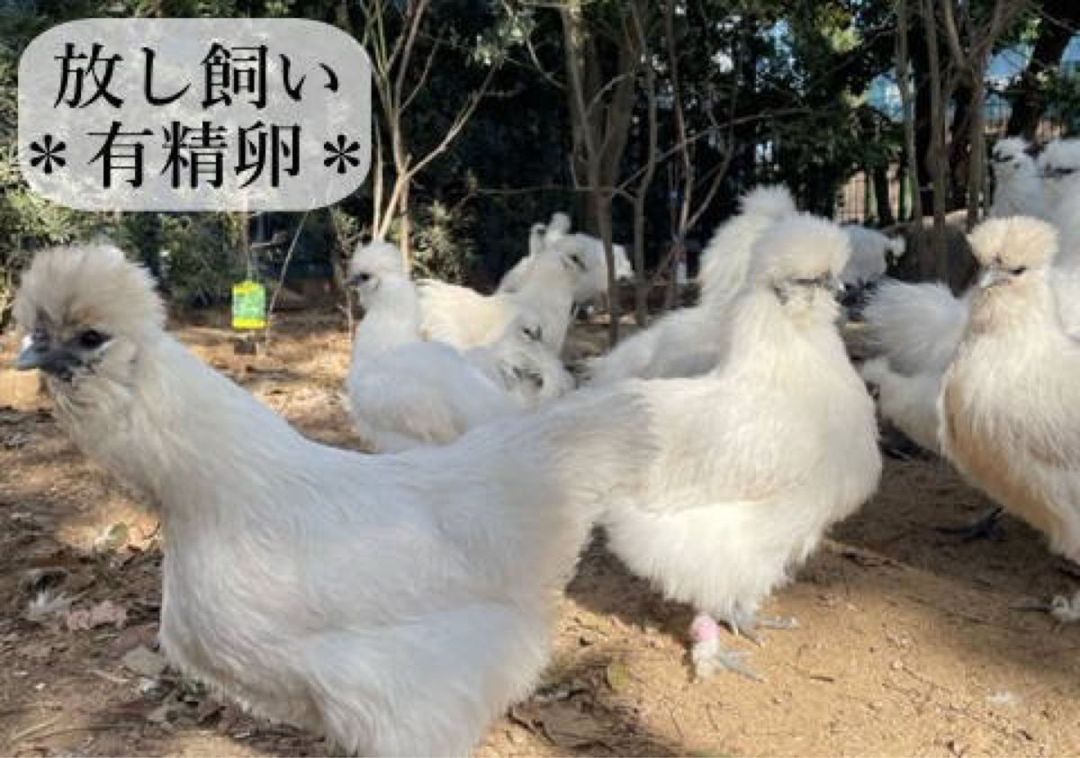 東京烏骨鶏 烏骨鶏 15個 有精卵 放し飼い ふわふわ もこもこ 送料無料