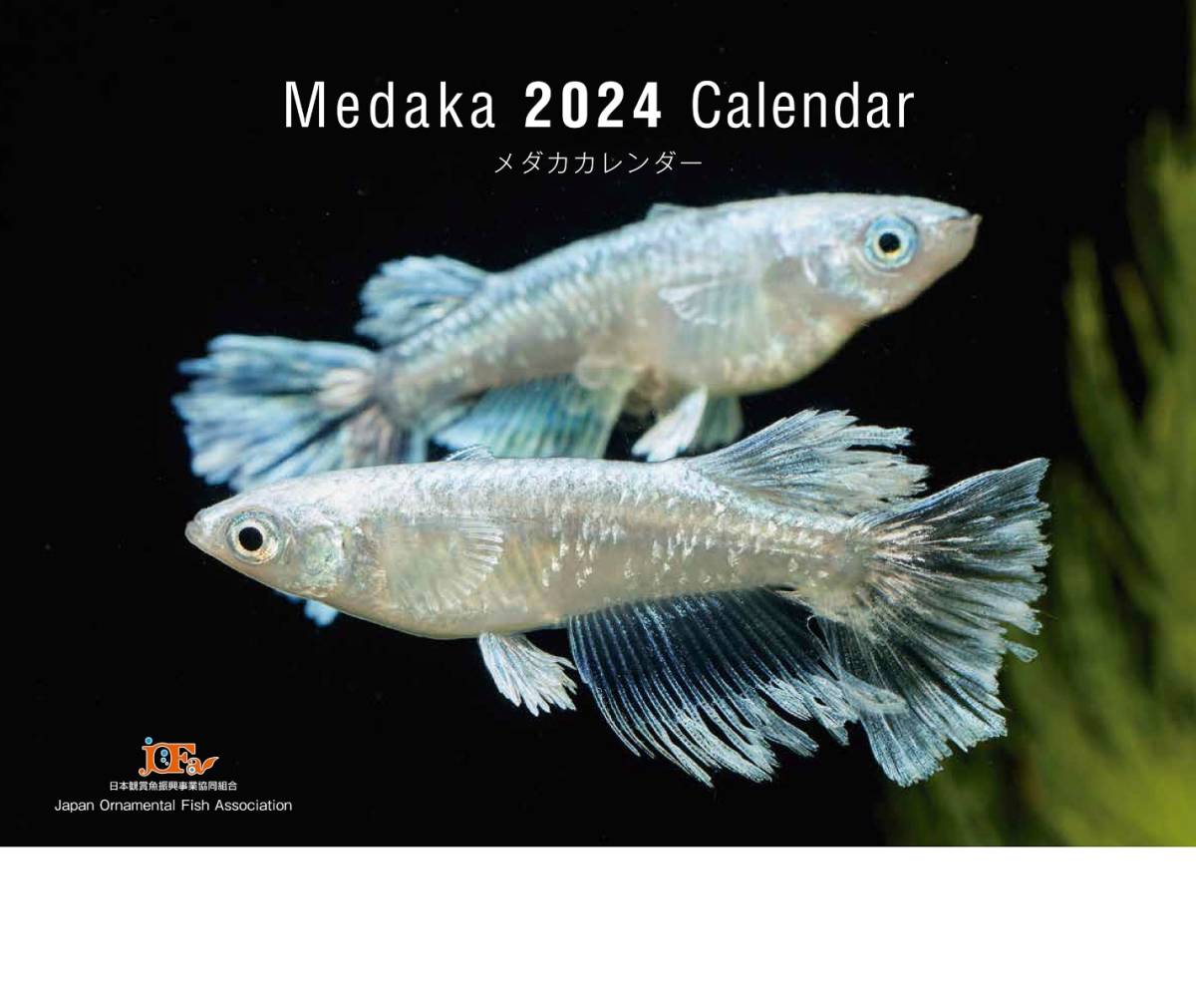 送料無料★２０２４年メダカカレンダー 日本観賞魚振興事業協同組合_画像1