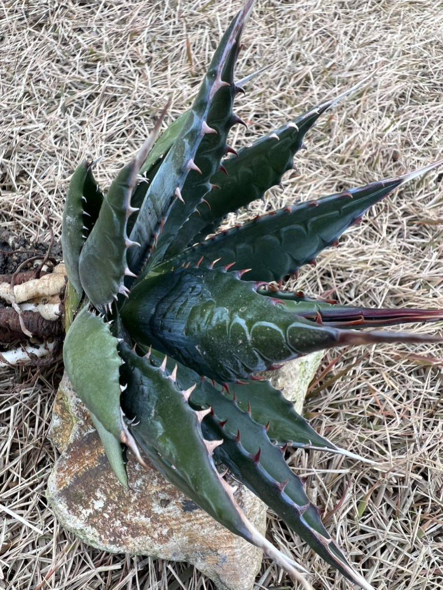 【年末最終出品】大サイズ　AGAVE アガベ モンタナ　Agave montana 美短太葉強棘優良株　ロングスピン　送料無料　全写真現品　農園直送_画像6