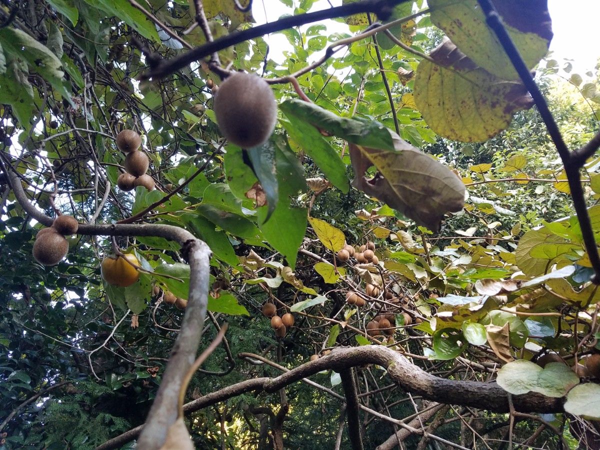 キウイフルーツ 愛媛県産 無農薬 キウイフルーツ キウイ 自家