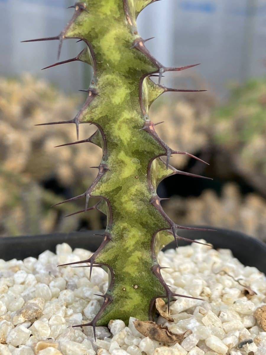 Euphorbia dauana ユーフォルビア ダウアナ Cutting / 検 パキポディウム アロエ_画像2