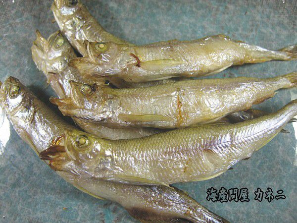 shi.. thing genuine wide tail block ..[book@.... Hara . set ] female 10 tail * male 20 tail. total 30 tail (L~2L size ). profitable . leaf fish set!