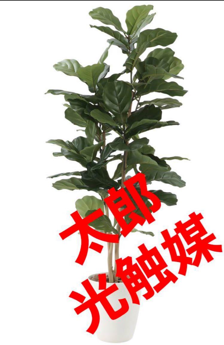 光の楽園　光触媒　人工観葉植物　ウォールグリーン　フェイクグリーン　カシワバゴム1.35