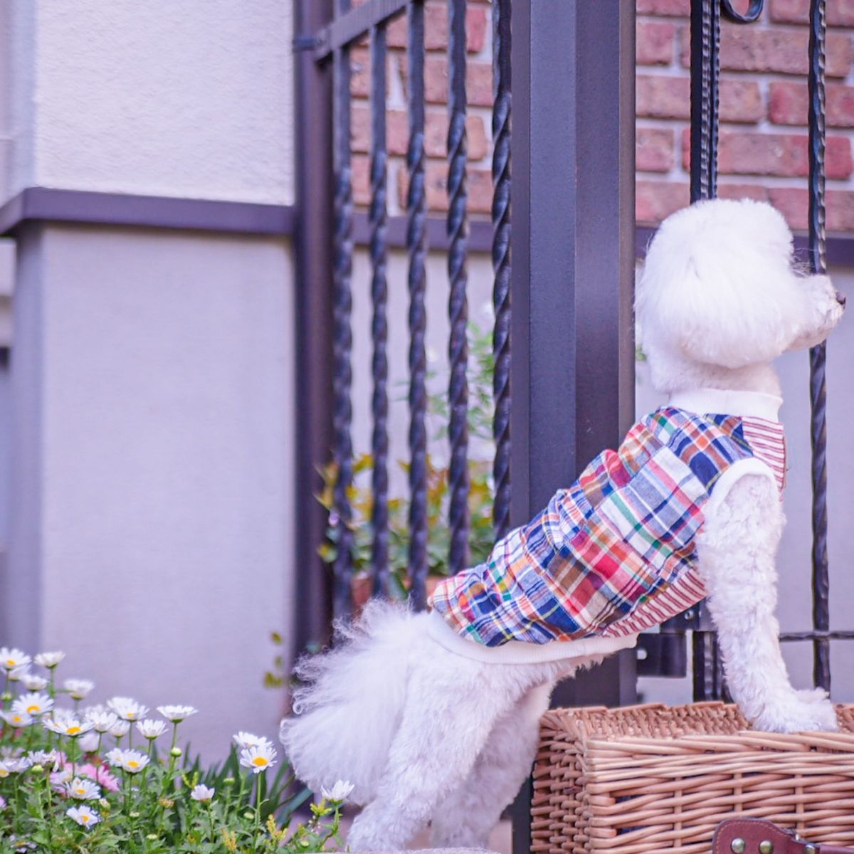 ハンドメイド　犬服　ハイネックタンクトップ マドラスチェック　もこもこネック 身頃裏地付き 小型犬　トイプードル　チワワ　etc.