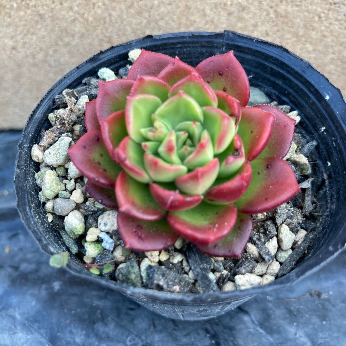 多肉植物 ☆レディジア☆カット苗☆1カット☆真っ赤になります☆沢山植えて真っ赤な丼も！_画像3