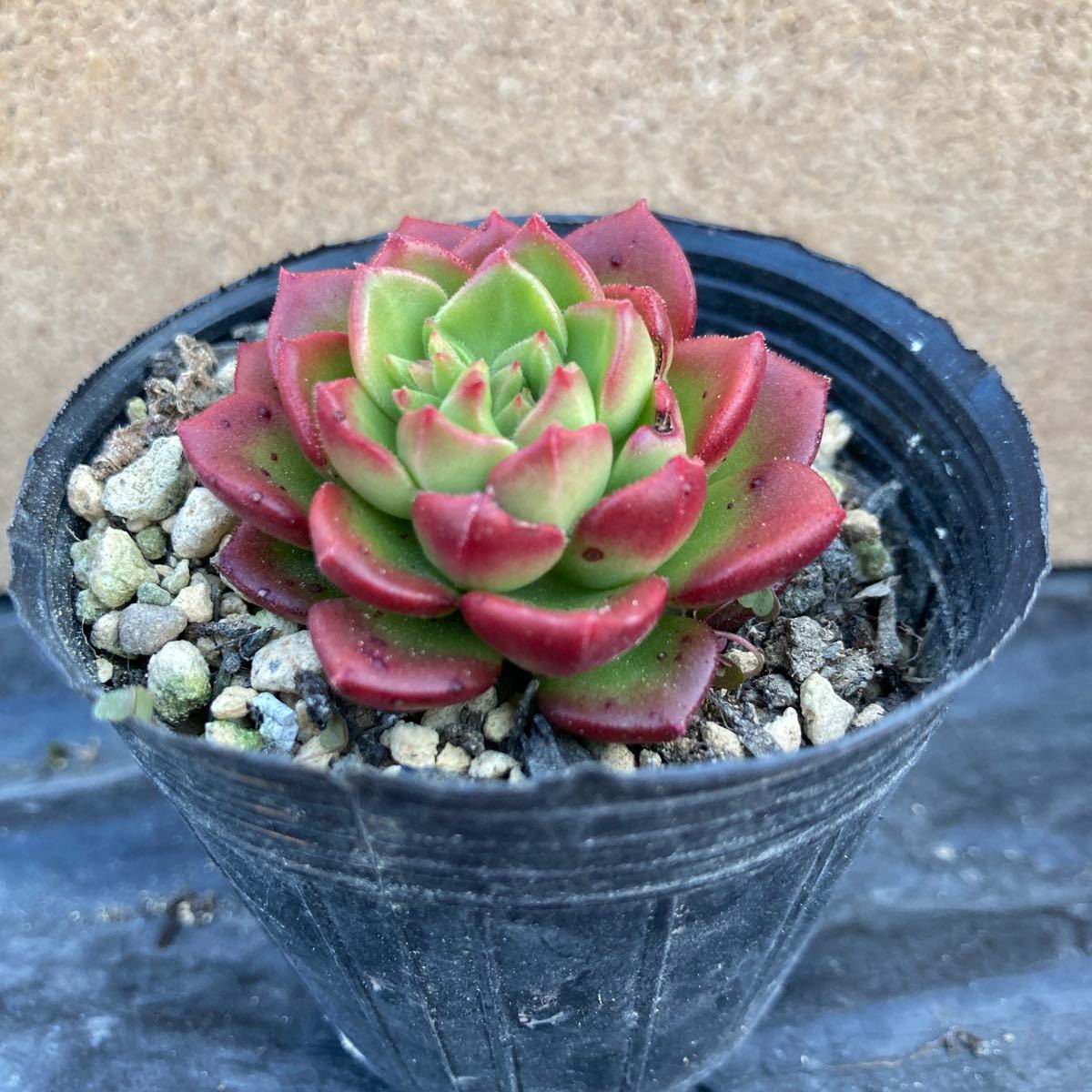 多肉植物 ☆レディジア☆カット苗☆1カット☆真っ赤になります☆沢山植えて真っ赤な丼も！_画像5