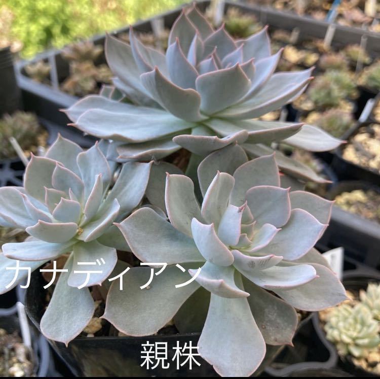 多肉植物☆カナディアン☆群生します☆青棒_画像1