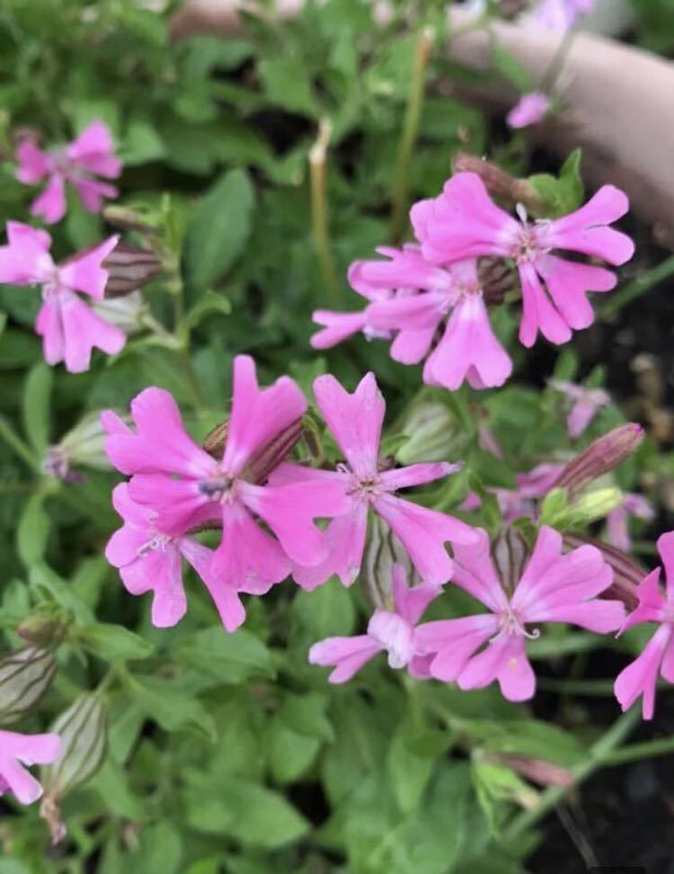 花の種☆シレネ　フクロナデシコ☆無選別☆毎年こぼれ種でよく咲きます☆たくさん植えてボーダー花壇にも！_画像1