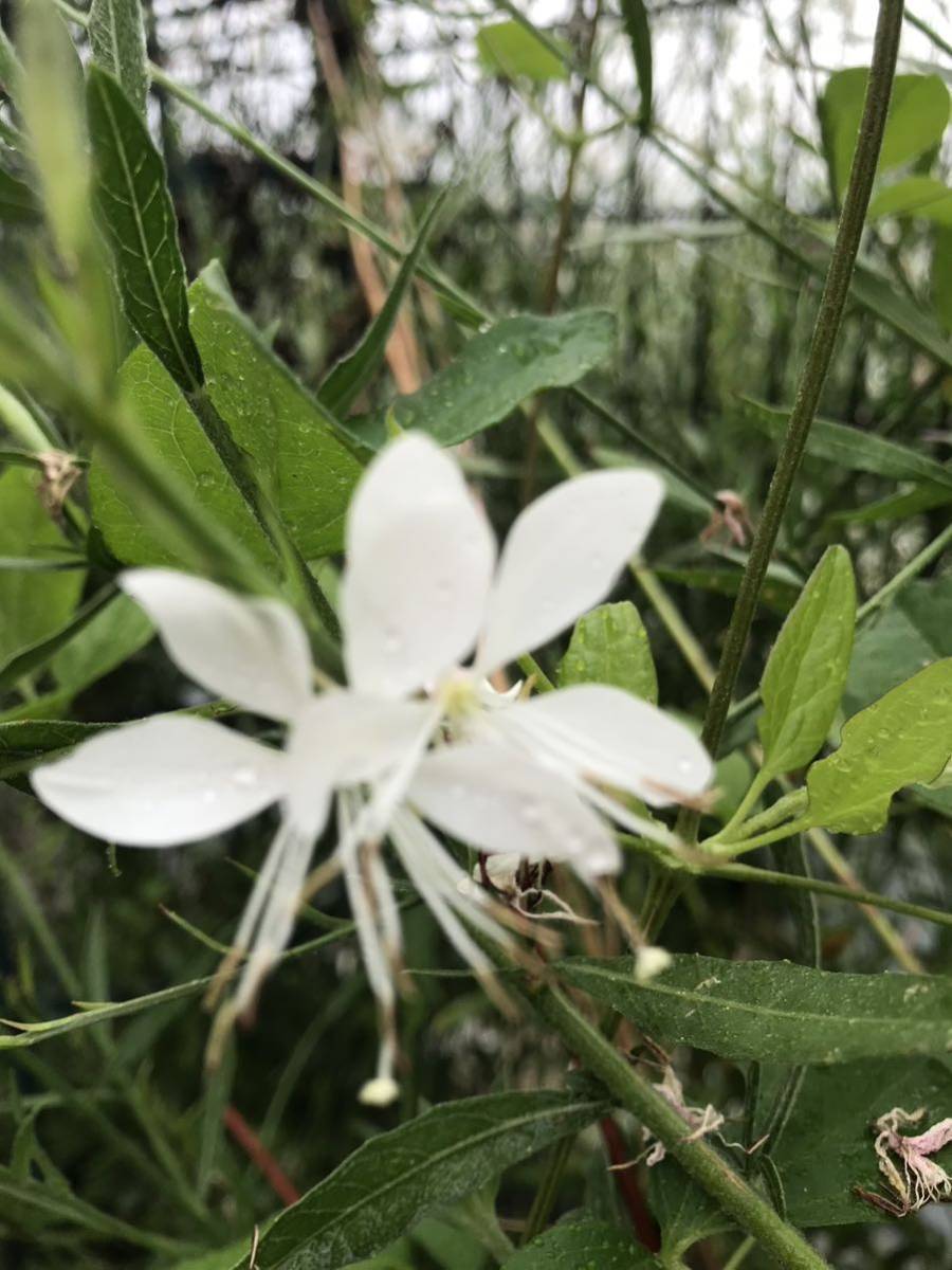 花の種☆ガウラ混合☆ピコティ、白、夕映え、ピンク、濃ピンク等花色混合☆草丈も色々混合☆_画像5