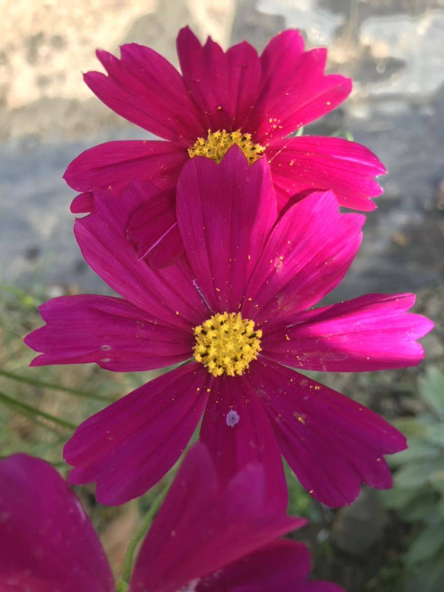  flower. kind * Cosmos *.. pink * germination has confirmed 