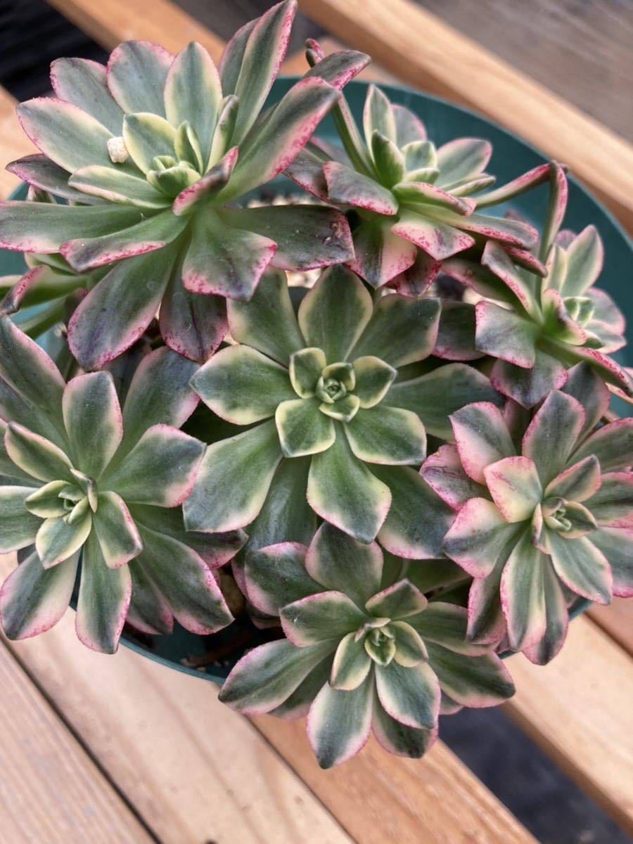 多肉植物☆アエオニウム ☆ブロンズメダル錦☆甜茶錦☆黄棒 多肉植物☆アエオニウム ☆ブロンズメダル錦☆甜茶錦☆黄棒