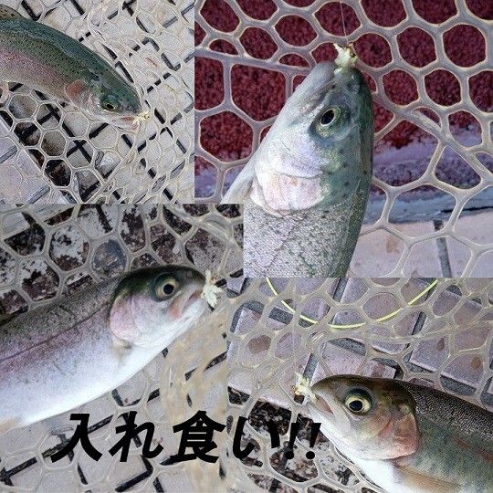 ぶどう虫 フライニンフフライ渓流 管理釣り 完成フライ 毛ばり テンカラ 毛鉤  ニンフフライ 渓流 ルースニング ニジマス