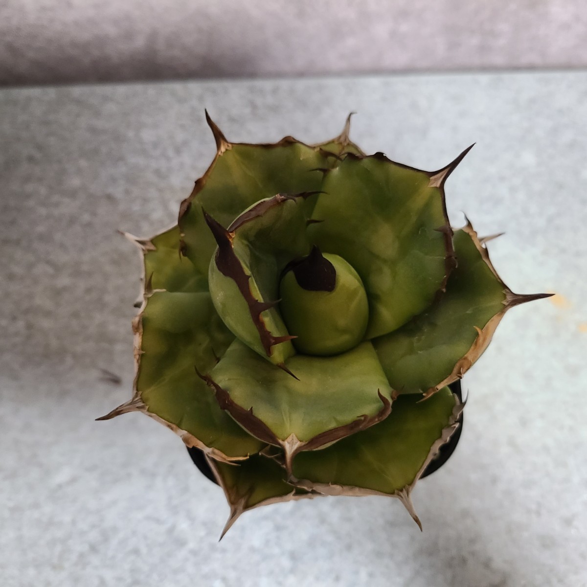 アガベ　チタノタ　超絶肉厚葉　バトルアクス Agave titanota 極上血統_画像5