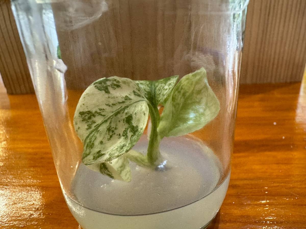 プレミアム培養　モンステラ　デリシオーサ　ペパーミント　tissue culture monstera deliciosa pepper mint_画像2