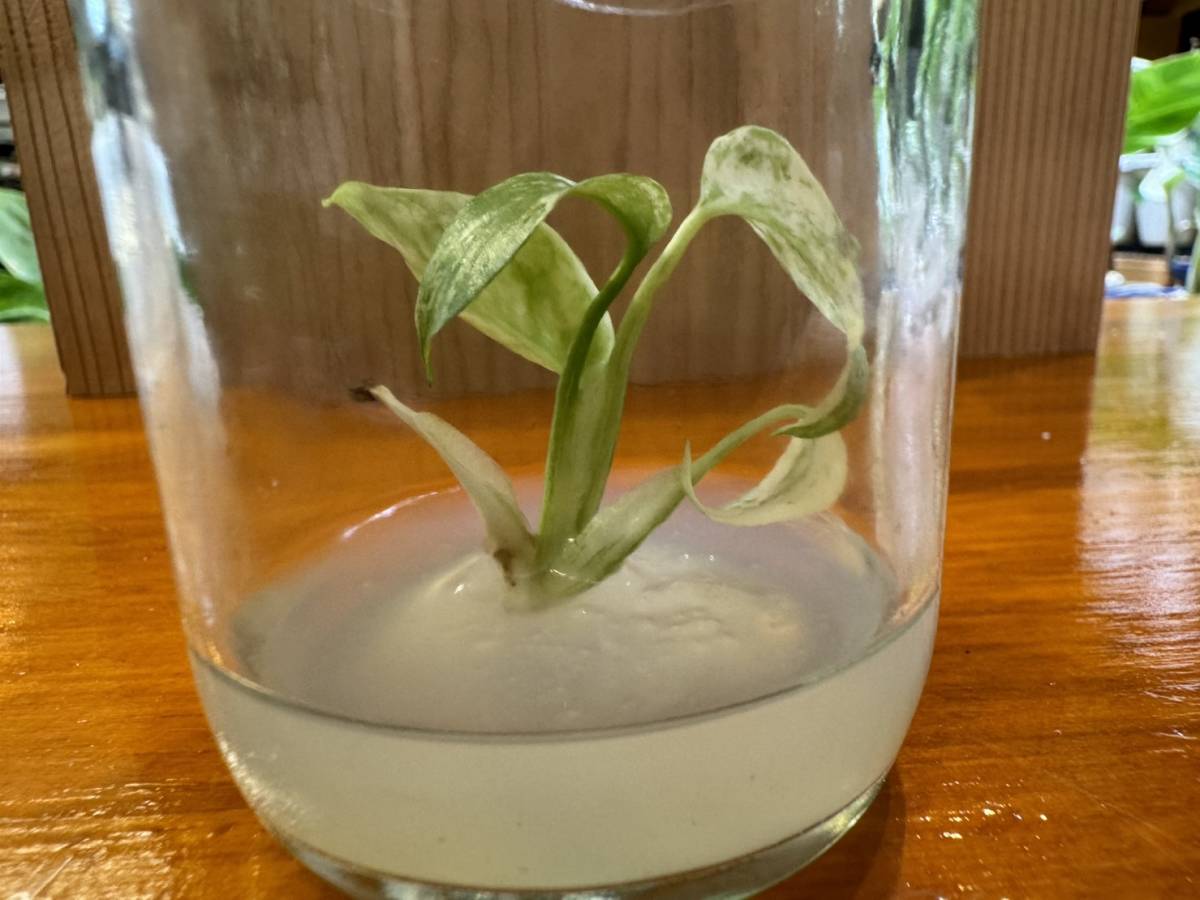 プレミアム培養　モンステラ　デリシオーサ　ペパーミント　tissue culture monstera deliciosa pepper mint_画像6