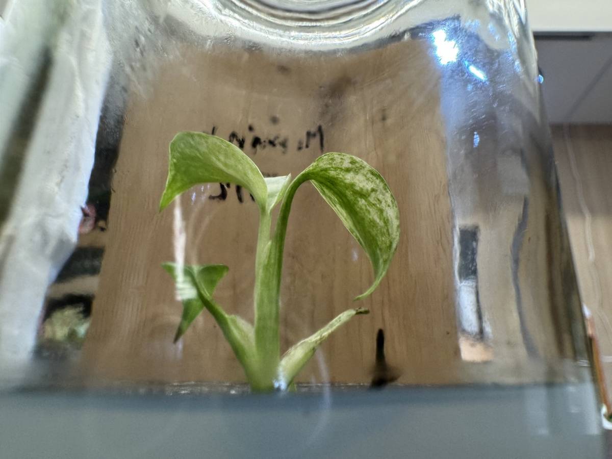 プレミアム培養　モンステラ　デリシオーサ　ペパーミント　tissue culture monstera deliciosa pepper mint_画像6