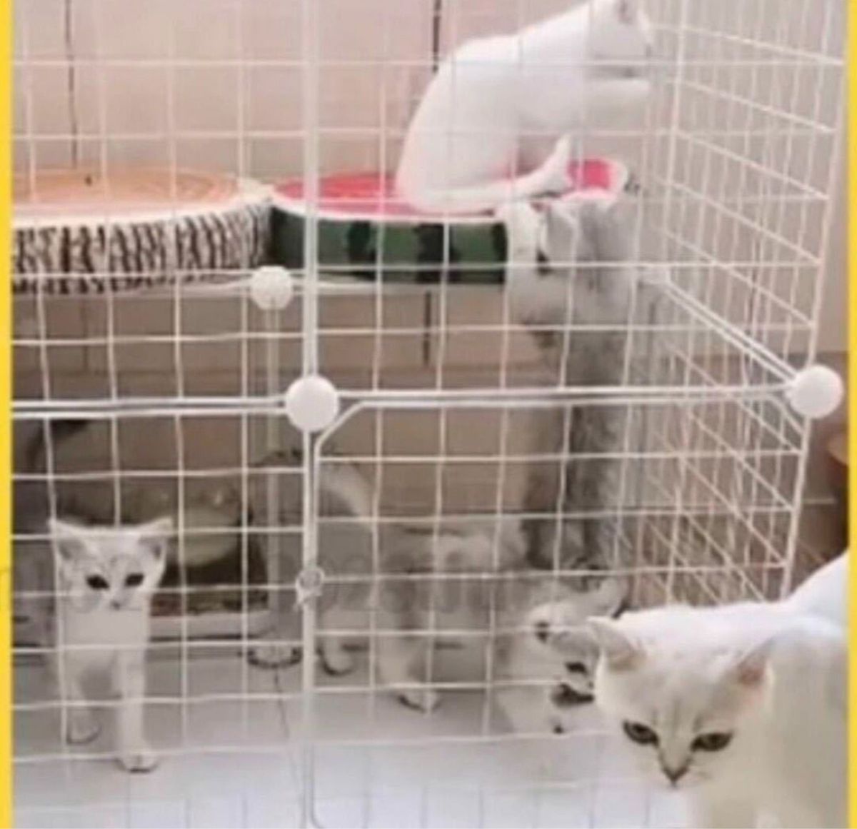 【3段】猫ゲージ　キャットケージ　ペットゲージ　猫ハウス　組立簡単　白　組立自由　軽量　収納庫　白　ホワイト　レイアウト自由