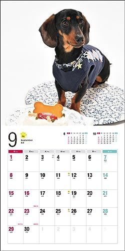 2024年カレンダー ミニチュア・ダックスフンド (誠文堂新光社カレンダー)_画像4