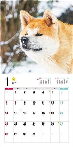 2024年カレンダー 秋田犬 (誠文堂新光社カレンダー)_画像7