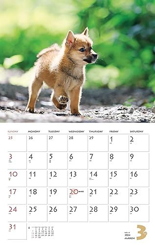 カレンダー2024 柴犬（月めくり/壁掛け） (ヤマケイカレンダー2024)_画像10