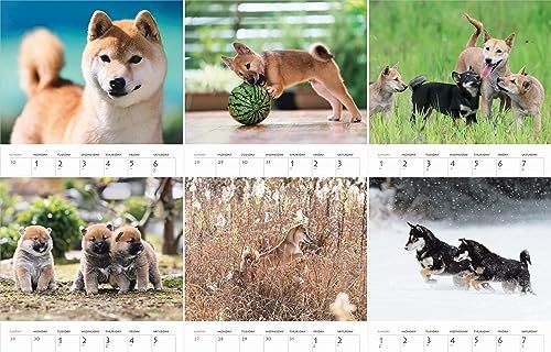 カレンダー2024 柴犬（月めくり/壁掛け） (ヤマケイカレンダー2024)_画像6