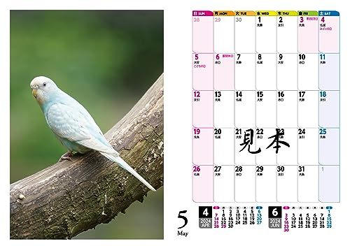 セキセイインコ・鳥写真カレンダー2024　B6サイズ。ワンタッチで卓上にも壁掛けにもなる3Wayカレンダー_画像9