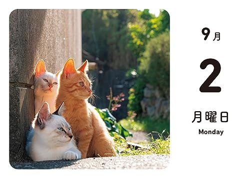 ほっこりゆったり毎日島猫 日めくりカレンダー 2024_画像2