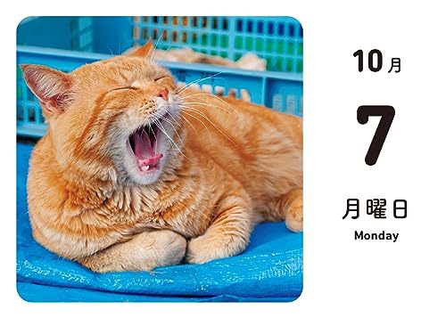 ほっこりゆったり毎日島猫 日めくりカレンダー 2024_画像3