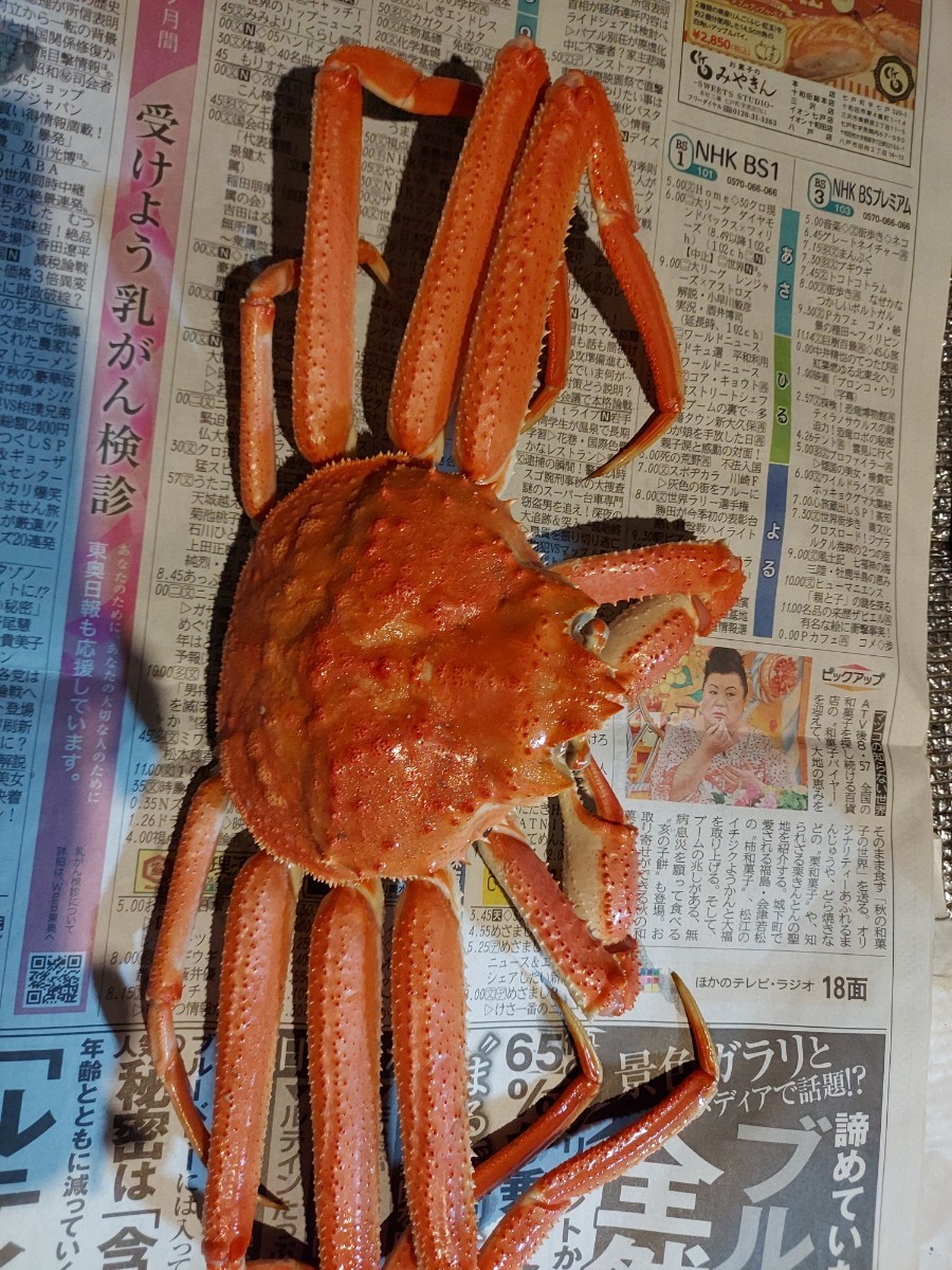 巨大マツバカニ50cmロシア産1.1k位1匹5980円即決_画像1