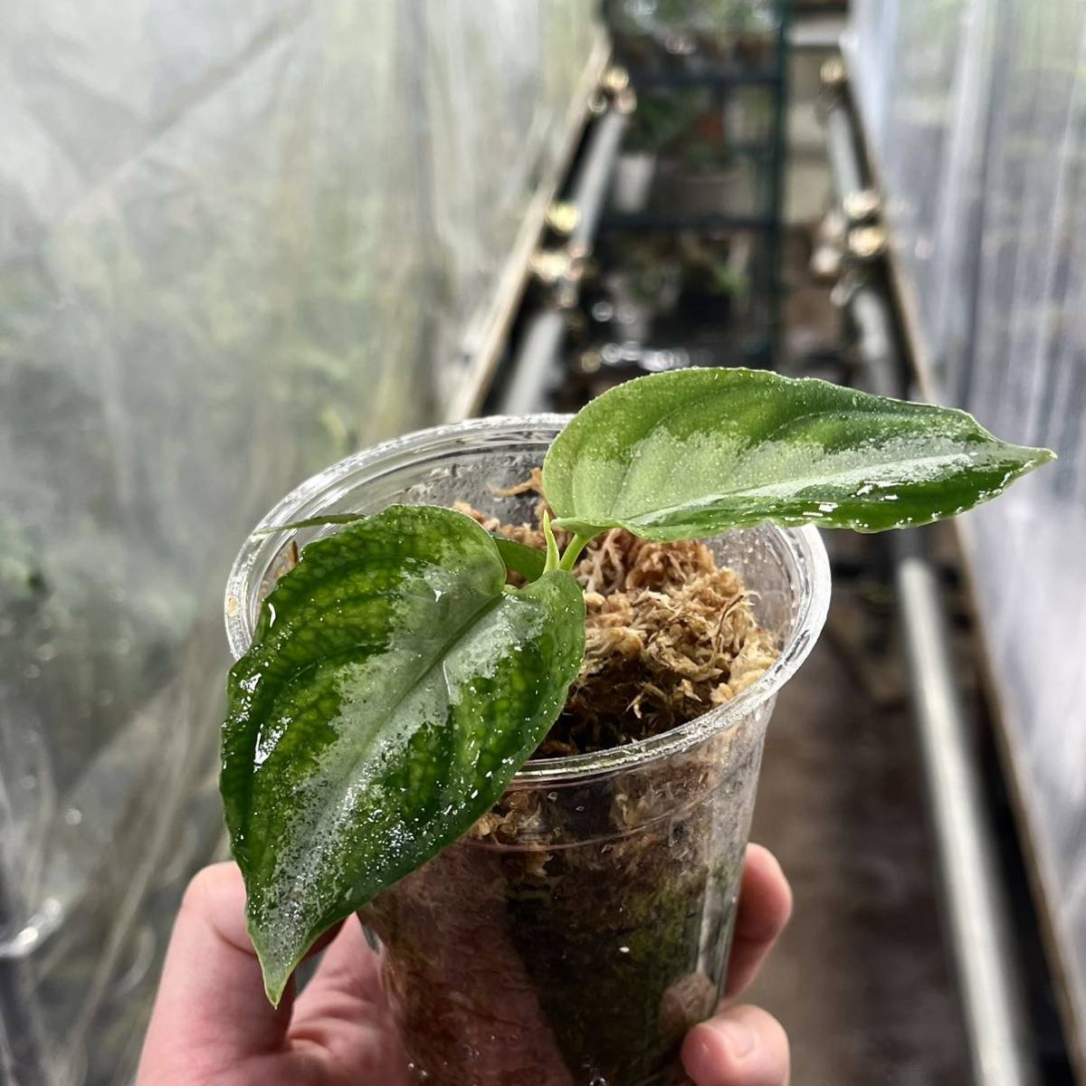 4 実生株 アグラオネマ ピクタム Aglaonema pictum tricolor 南スマトラワイルド採取_画像5