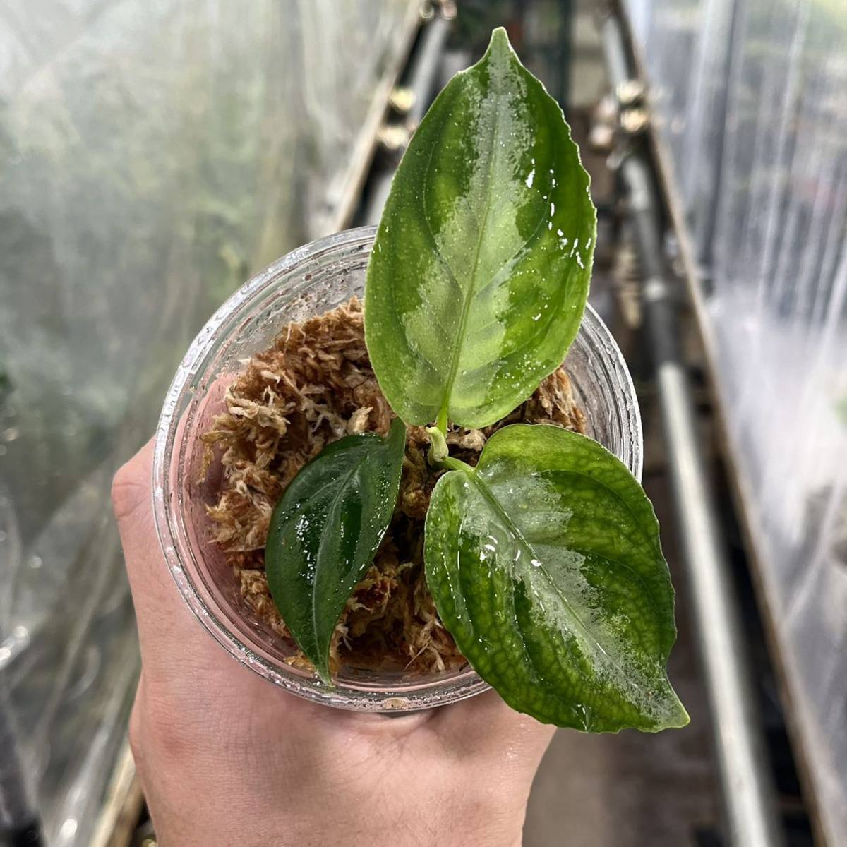 4 実生株 アグラオネマ ピクタム Aglaonema pictum tricolor 南スマトラワイルド採取_画像1