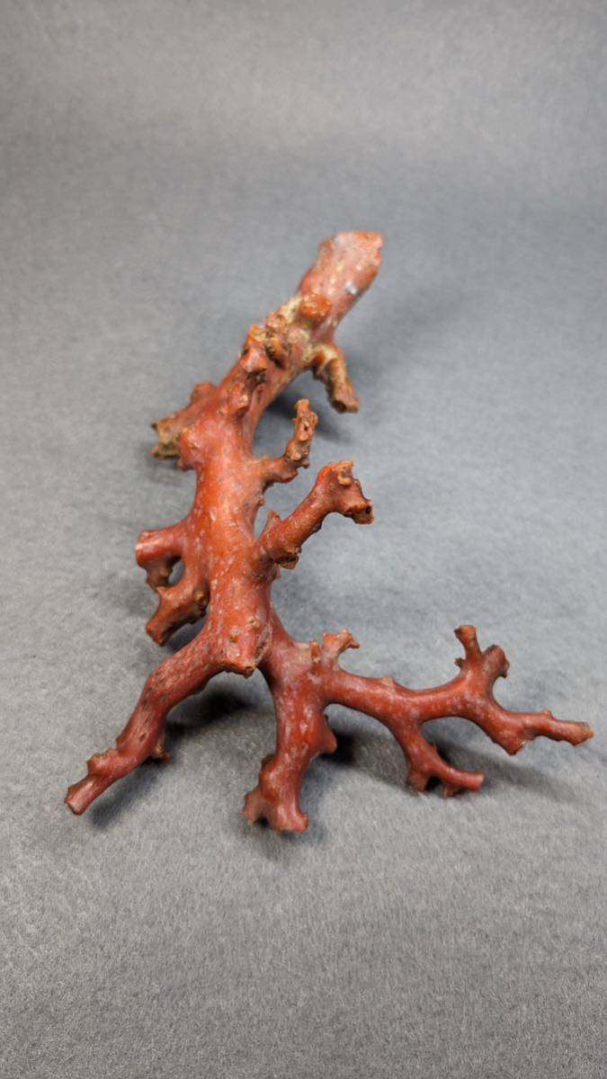 S1281 古美術 珊瑚 サンゴ さんご 珊瑚枝 原木 置物 飾り物 アンティーク_画像7