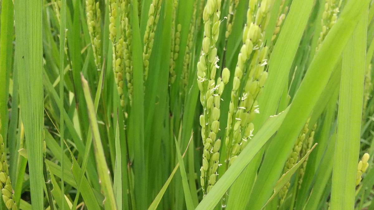 新米令和5年産 鹿児島県産もち米「さつま絹もち」 10ｋｇ 減農薬 自家栽培 自家精米 掛け干し乾燥 天日干し 精米無料 普通精米 送料無料 _画像8