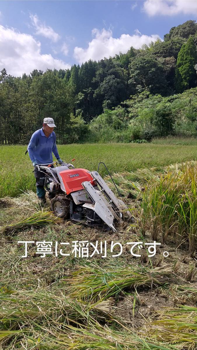 新米令和5年産 鹿児島県産ヒノヒカリ白米 10ｋｇ 減農薬 自家栽培 自家精米 掛け干し乾燥 天日干し 1等米 精米無料 お買得品 送料無料 _画像3