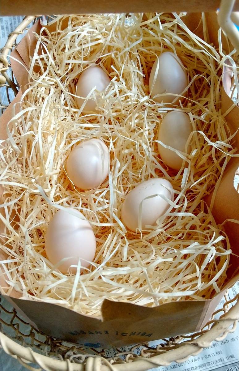 碁石チャボ&逆毛チャボ 卵6個（割れ補償1個含む) 有精卵 チャボ ちゃぼ 有精卵・食用 産みたて 送料無料 格安 お買い得_サンプル（割れ保証含む６個）を送ります