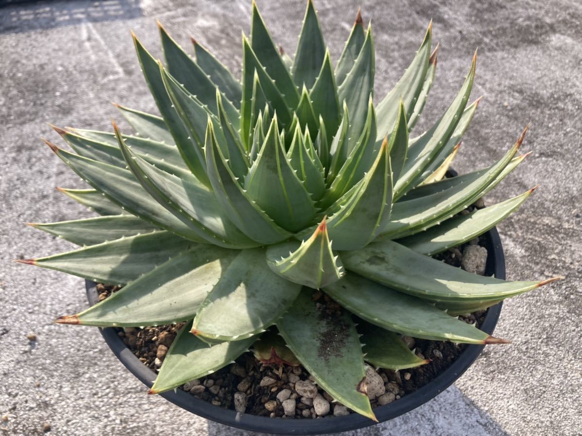 アロエ ポリフィラ　Aloe polyphylla　希少　レア　大サイズ　スパイラルアロエ_画像2