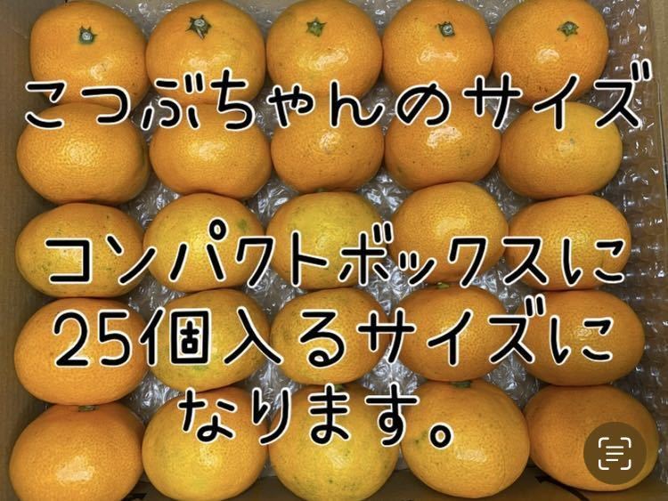 石地 みかん 酵素栽培 減農薬 防腐剤不使用 ノーワックス グリグリーン農園　広島みかん　みかん　瀬戸田　石地_画像10