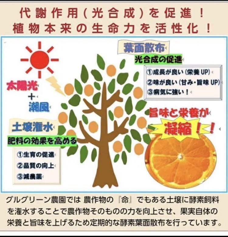 石地 みかん 酵素栽培 減農薬 防腐剤不使用 ノーワックス グリグリーン農園　広島みかん　みかん　瀬戸田　石地_画像6