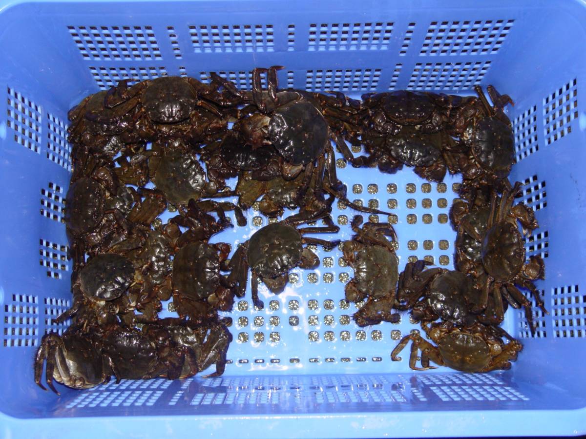 １円～今が旬！京都伊根の清流で漁れた生き天然モクズガニ 蟹 ツガニ メス大２ｋｇ_画像2