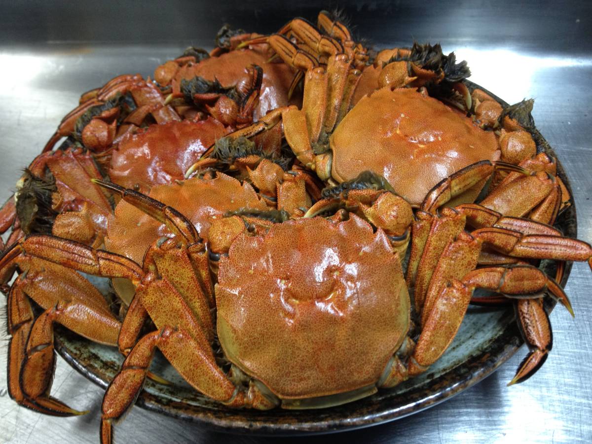 １円～今が旬！京都伊根の清流で漁れた生き天然モクズガニ 蟹 ツガニ メス大２ｋｇ_画像3