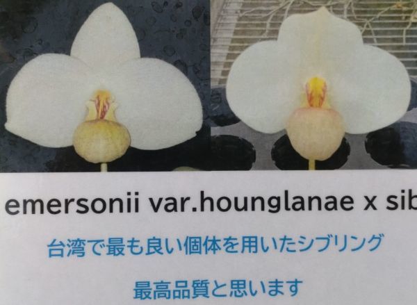 【北軽ガーデン】＊パフィオ＊Paph.emersonii var.hounglanae＊原種＊パービ系＊優秀血統＊芳香性＊ベトナム原産＊_画像1