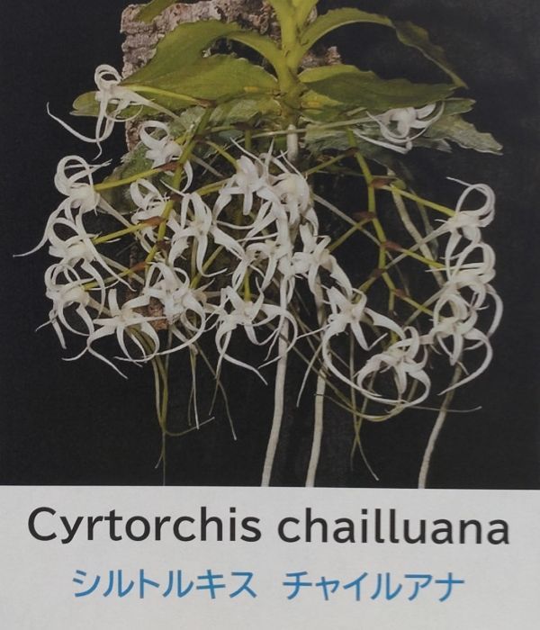 【北軽ガーデン】＊熱帯植物＊Cyrtorchis chailluana ＊洋ラン原種＊アングレコイド＊シルトルキス　チャイルアナ＊西アフリカ原産＊_画像1