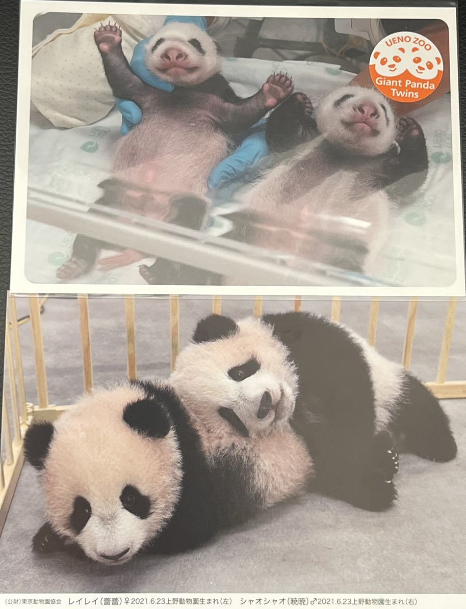 シャオシャオ レイレイ シャオレイ 双子パンダ 上野動物園 公式ポストカード 完売品 入手困難 ポストカードセット