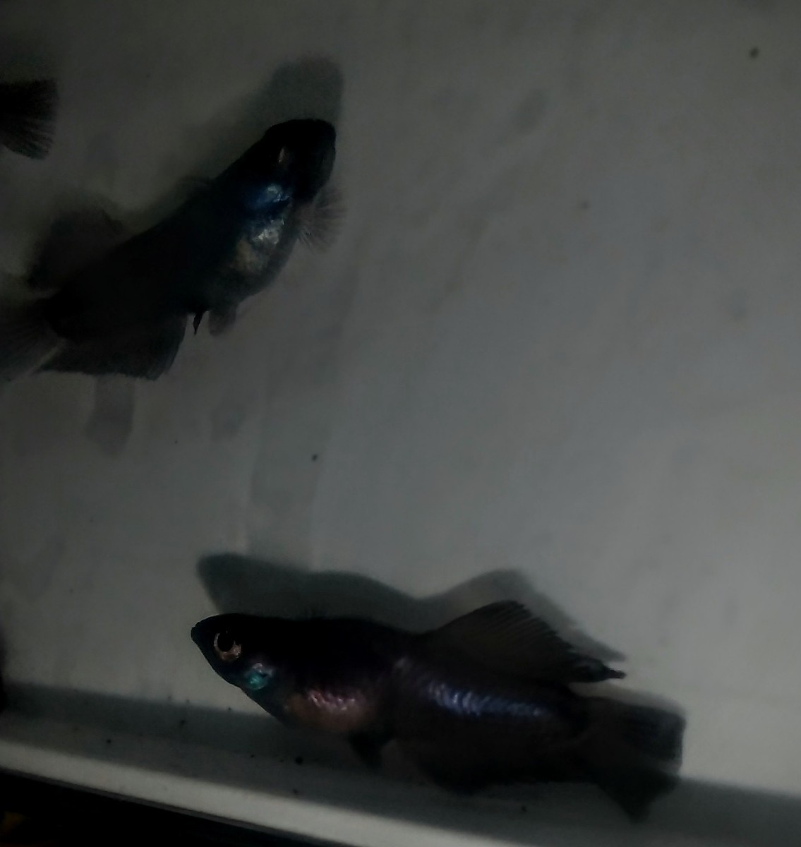 北辻ブラックダイヤ ヒカリ体型×普通体型 ヒレロング ワイドフィン 稚魚１５匹+αの画像3