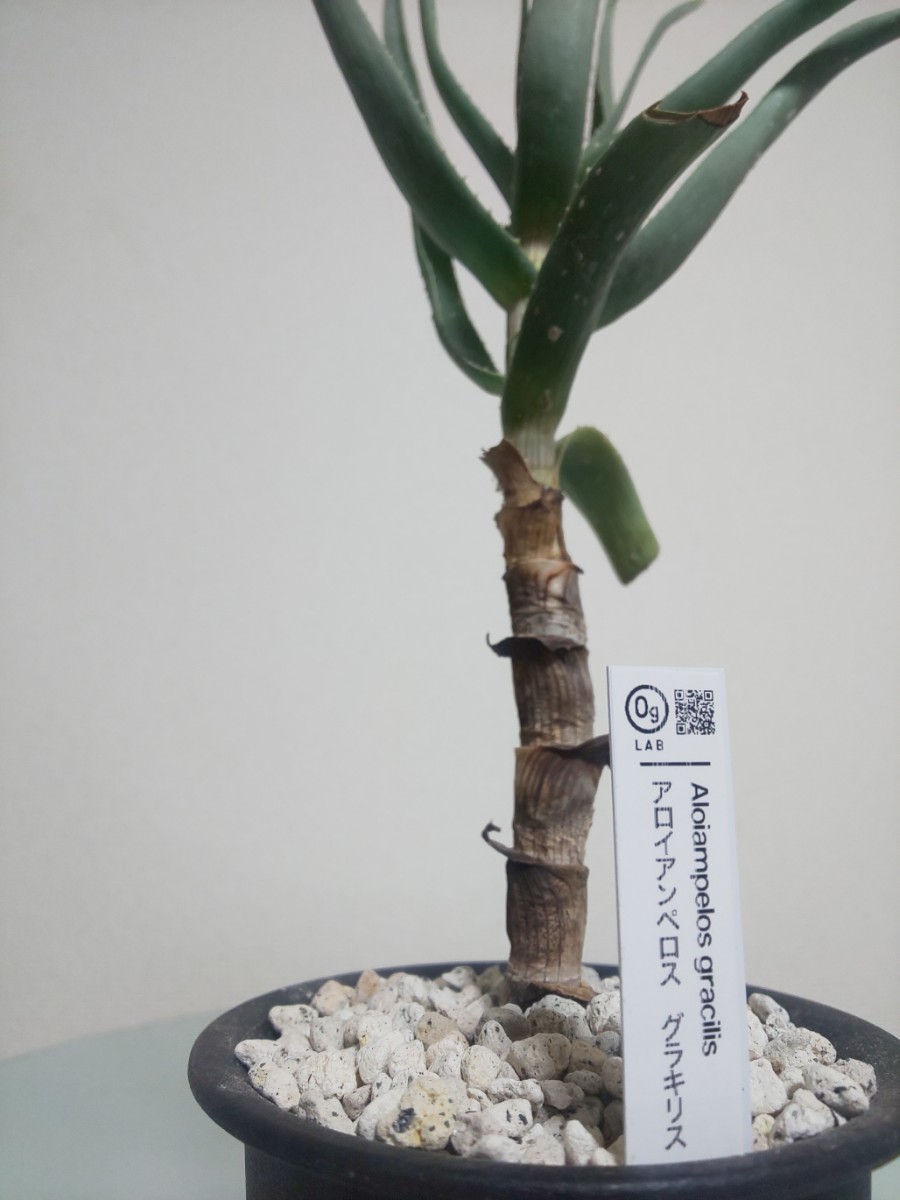 【2種セット】 グラキリス　アルビフローラ　アロエ　Aloiampelos Gracilis / Aloe Albiflora 　観葉植物　多肉植物　アロイアンペロス_画像5