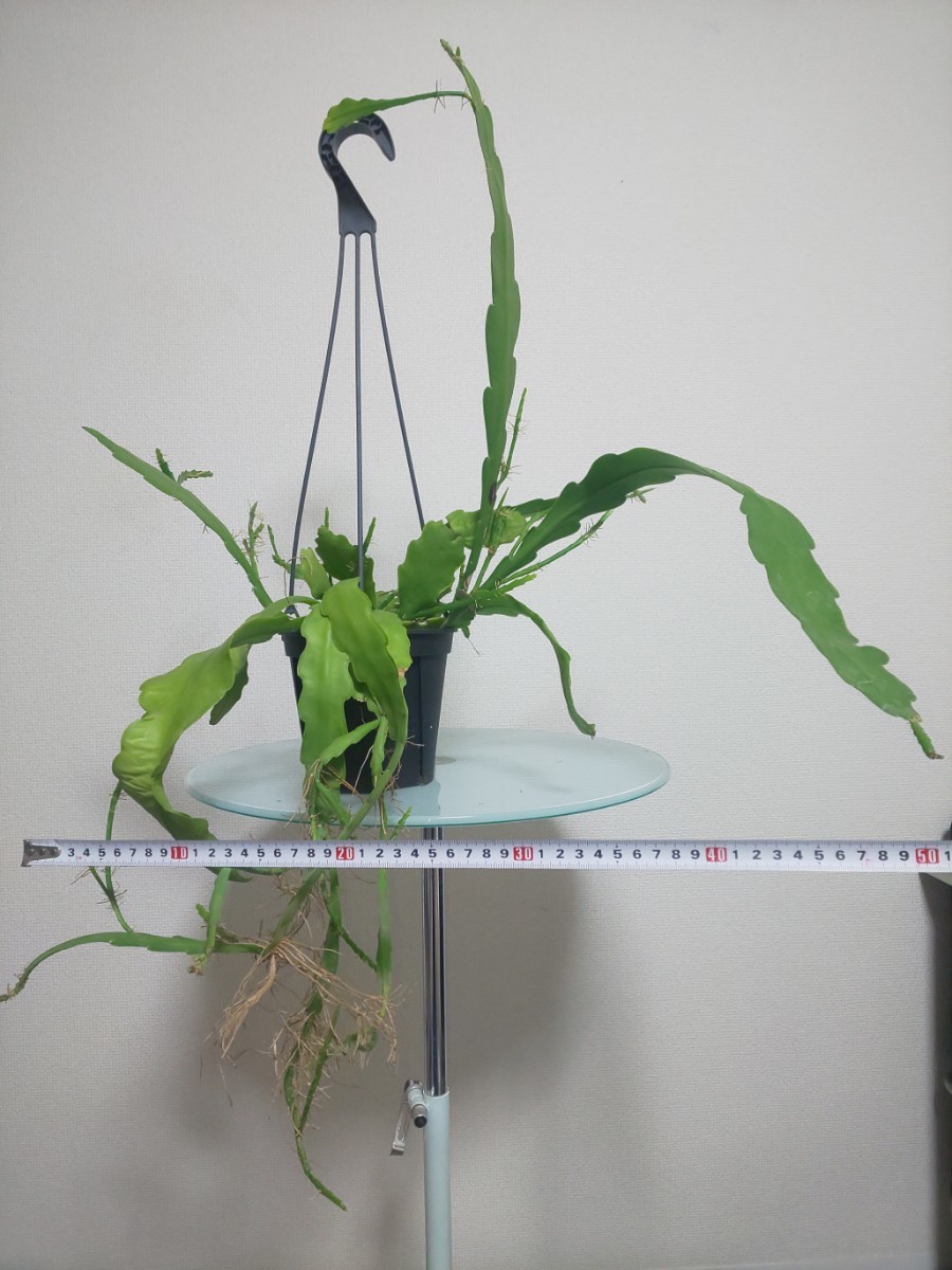 ビバーテール　エピフィラム　Epiphyllum Beavertail　ビーバーテール　観葉植物　多肉植物　サボテン　リプサリス　クジャクサボテン レア_画像8