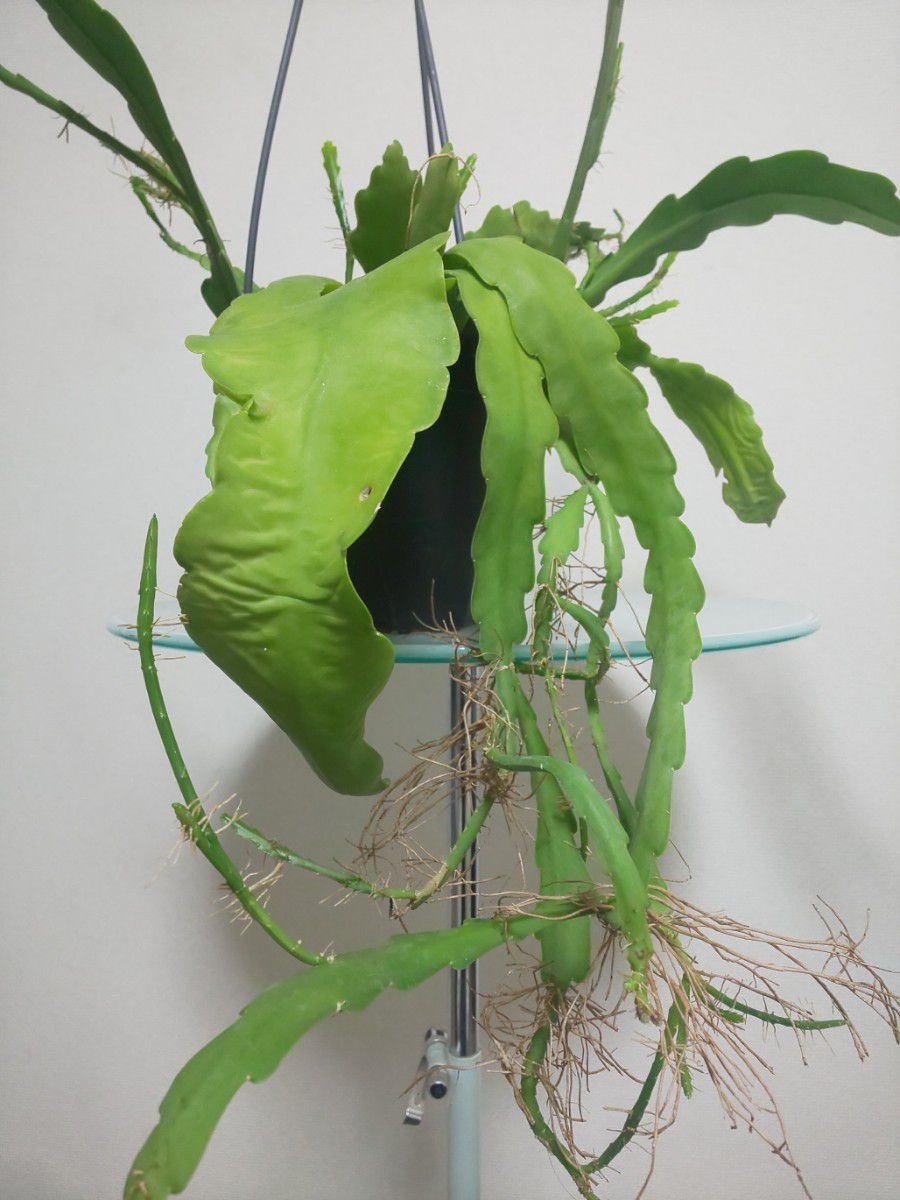 ビバーテール　エピフィラム　Epiphyllum Beavertail　ビーバーテール　観葉植物　多肉植物　サボテン　リプサリス　クジャクサボテン レア_画像6